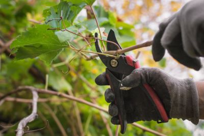 Both Residential and Commercial Vine Removal Services!