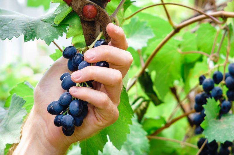 Vine Removal Service