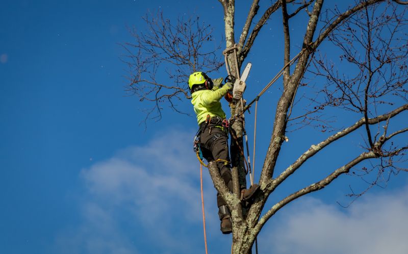 Tree Care Specialists
