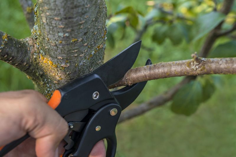 Tools Used for Vine Removal