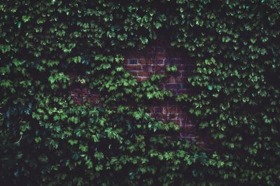 Manage and Control Vines on Your Property!