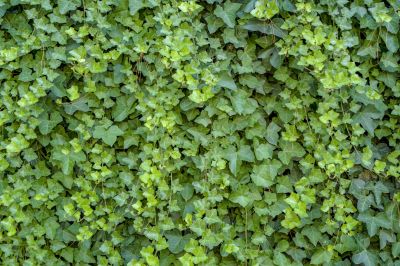 Prevent Vines from Causing Damage to Your Property!