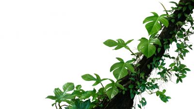 Remove Unwanted Vines from Your Property!